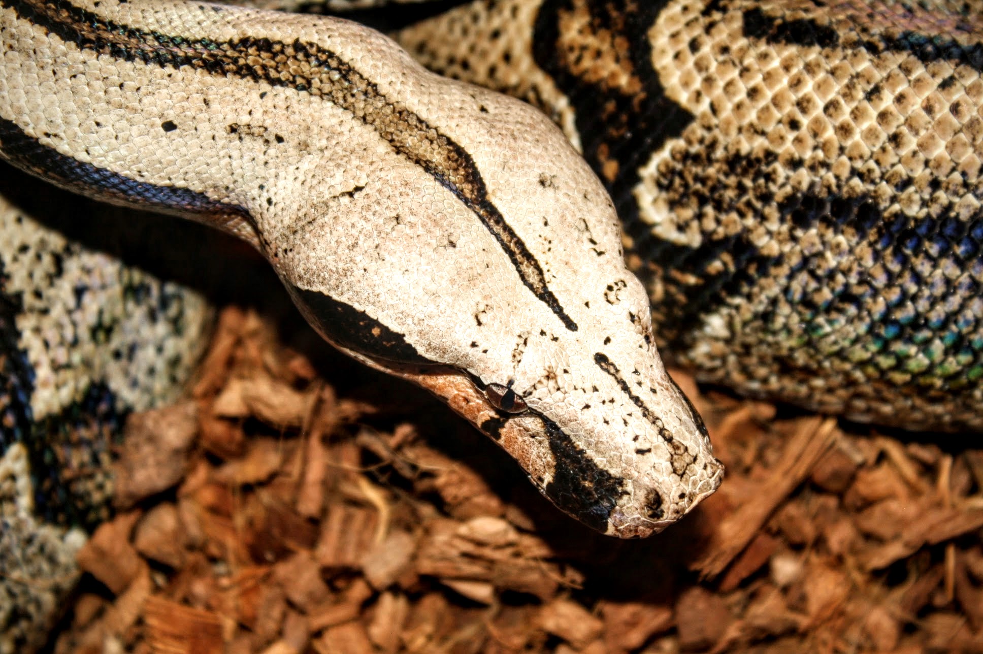 Bolivian Shorttailed Boas Darren Hamill Reptiles