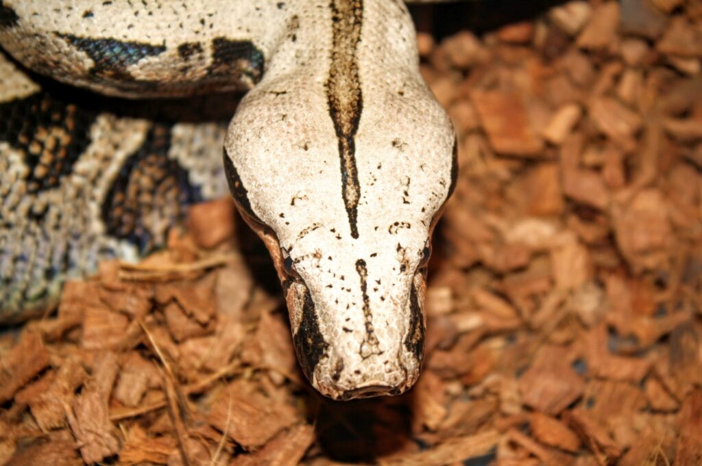 Bolivian Shorttailed Boas Darren Hamill Reptiles