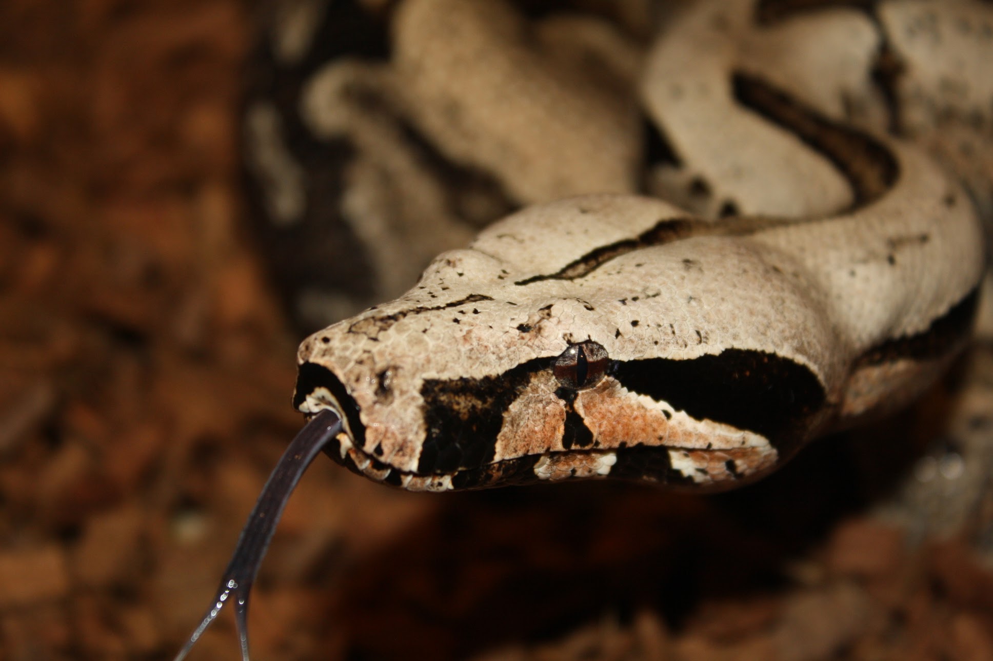 Bolivian Shorttailed Boas Darren Hamill Reptiles