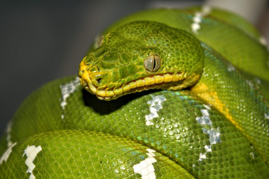 Emerald Tree Boa Darren Hamill Reptiles