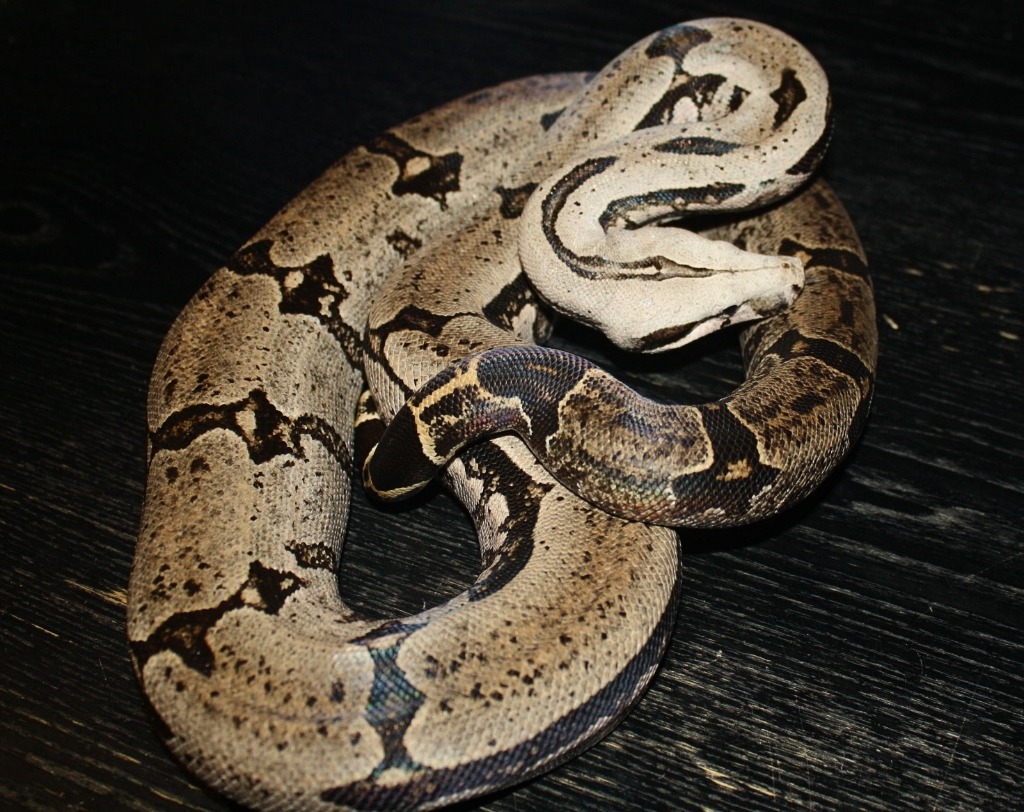 Bolivian Shorttailed Boas Darren Hamill Reptiles