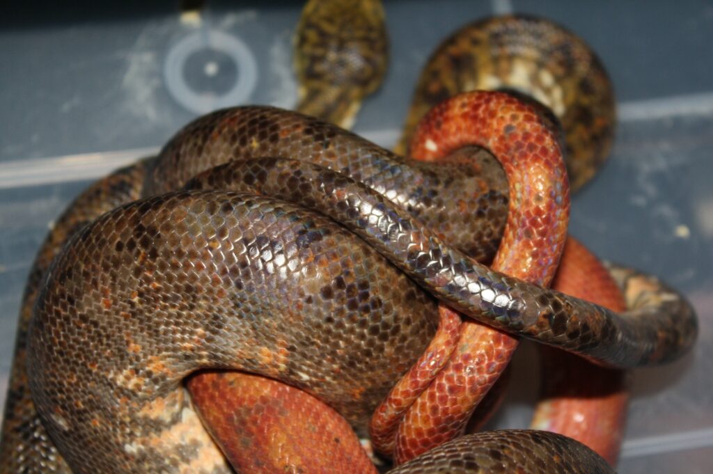 Amazon Tree Boa Pairings 2016 Darren Hamill Reptiles