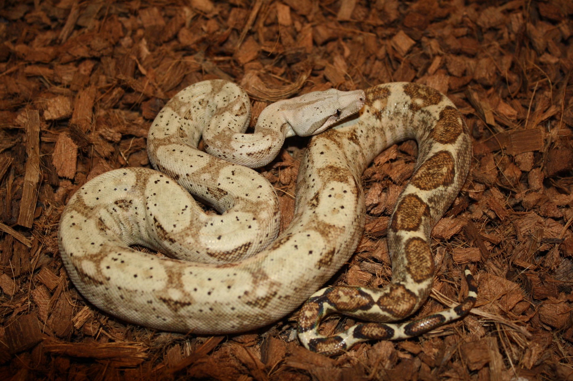 Central American Boas Darren Hamill Reptiles