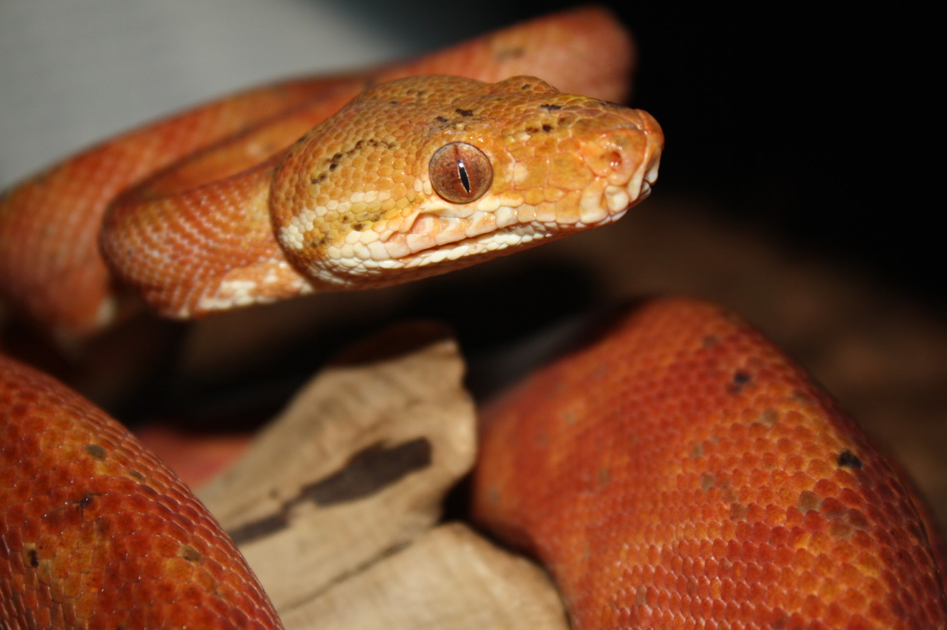 Amazon Tree Boas Darren Hamill Reptiles