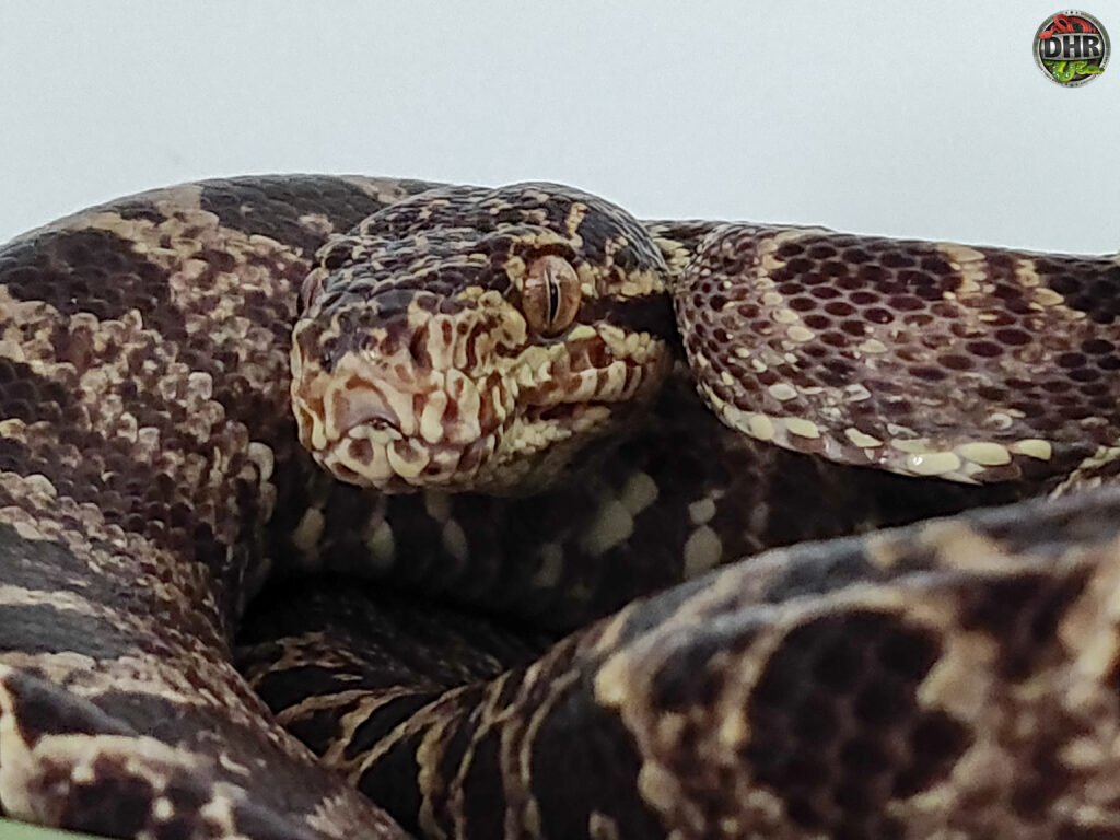 Amazon Tree Boa Archives Darren Hamill Reptiles