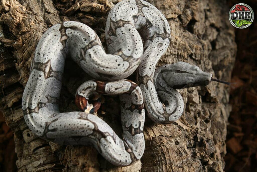 Pictures of Bolivian Boas (Boa c. amarali)