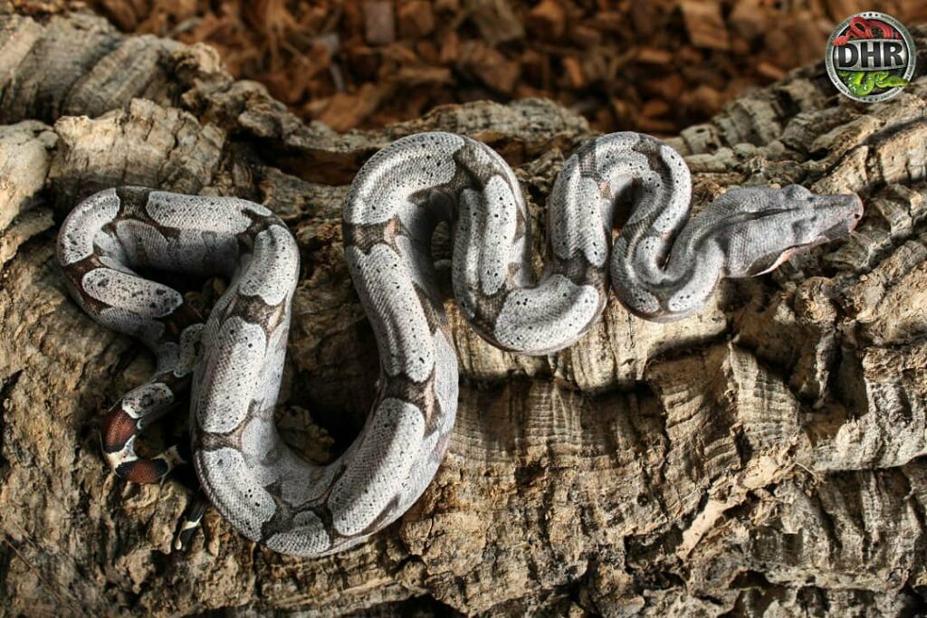 Pictures of Bolivian Boas (Boa c. amarali)