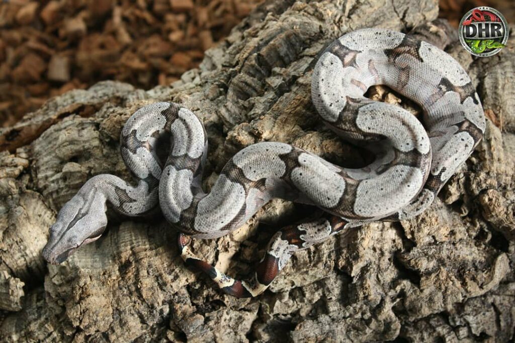 Some pictures of Bolivian Boas (Boa c. amarali)
