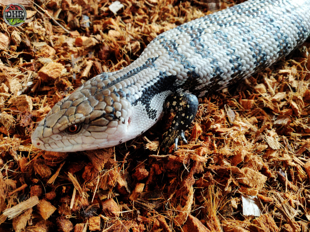Yearling Merauke Blue Tongue Skink