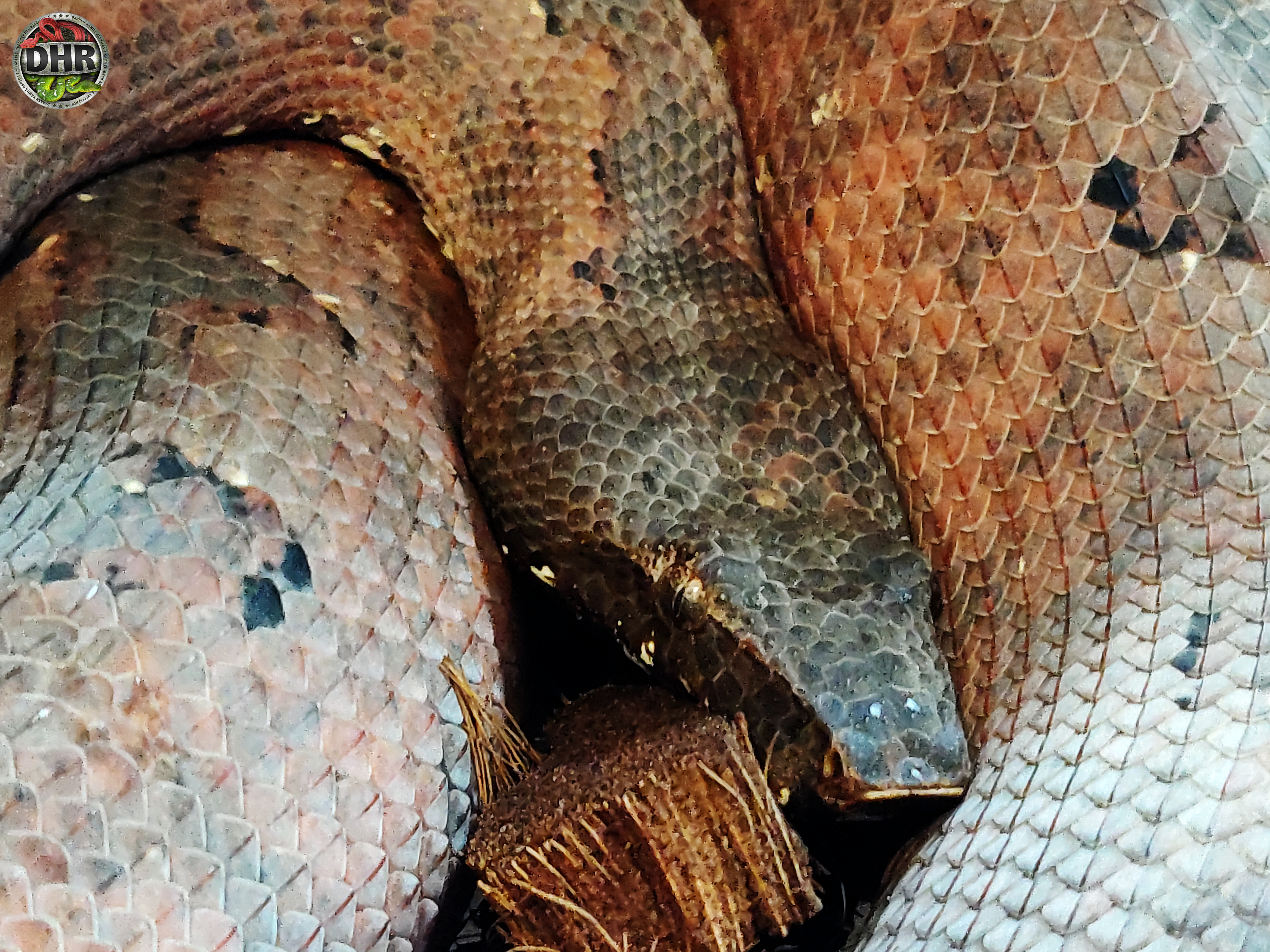 An adult female Solomon Isle Ground Boa