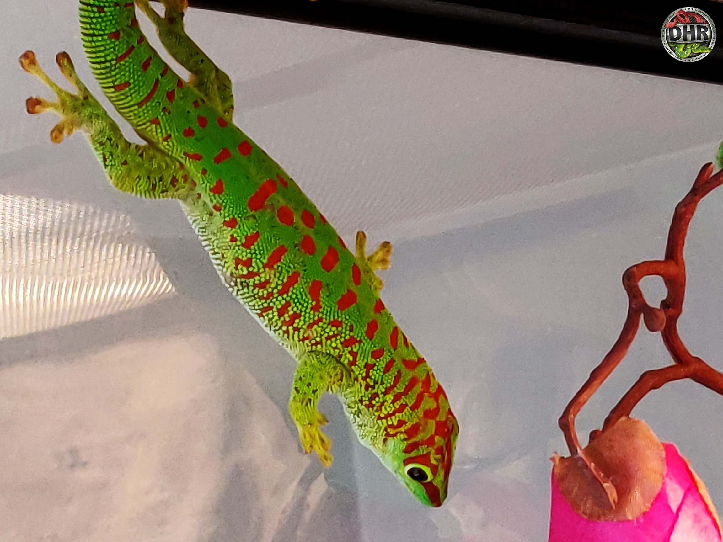postkontor Forberedende navn Leonardoda A Crimson Giant Day Gecko | Darren Hamill Reptiles