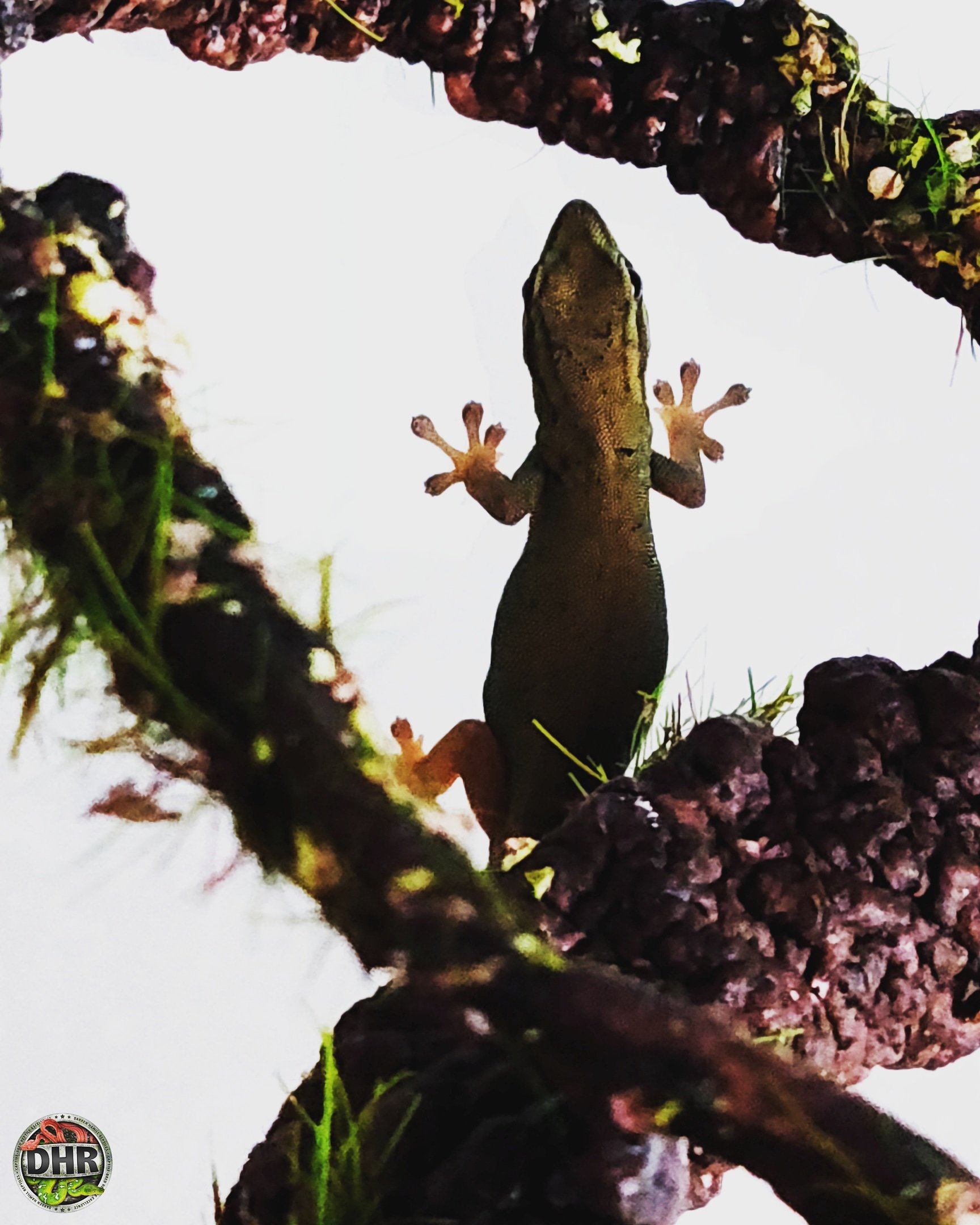 A young female Electric Blue Gecko (Lygodactylus williamsi)