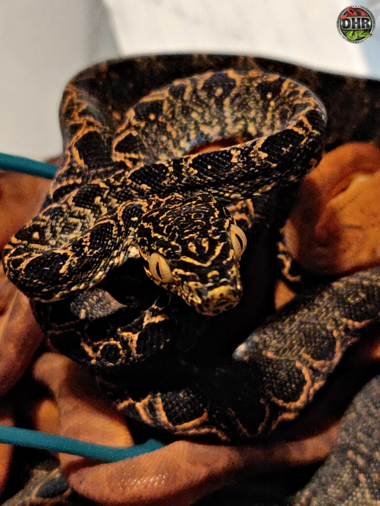 Amazon Tree Boas Darren Hamill Reptiles