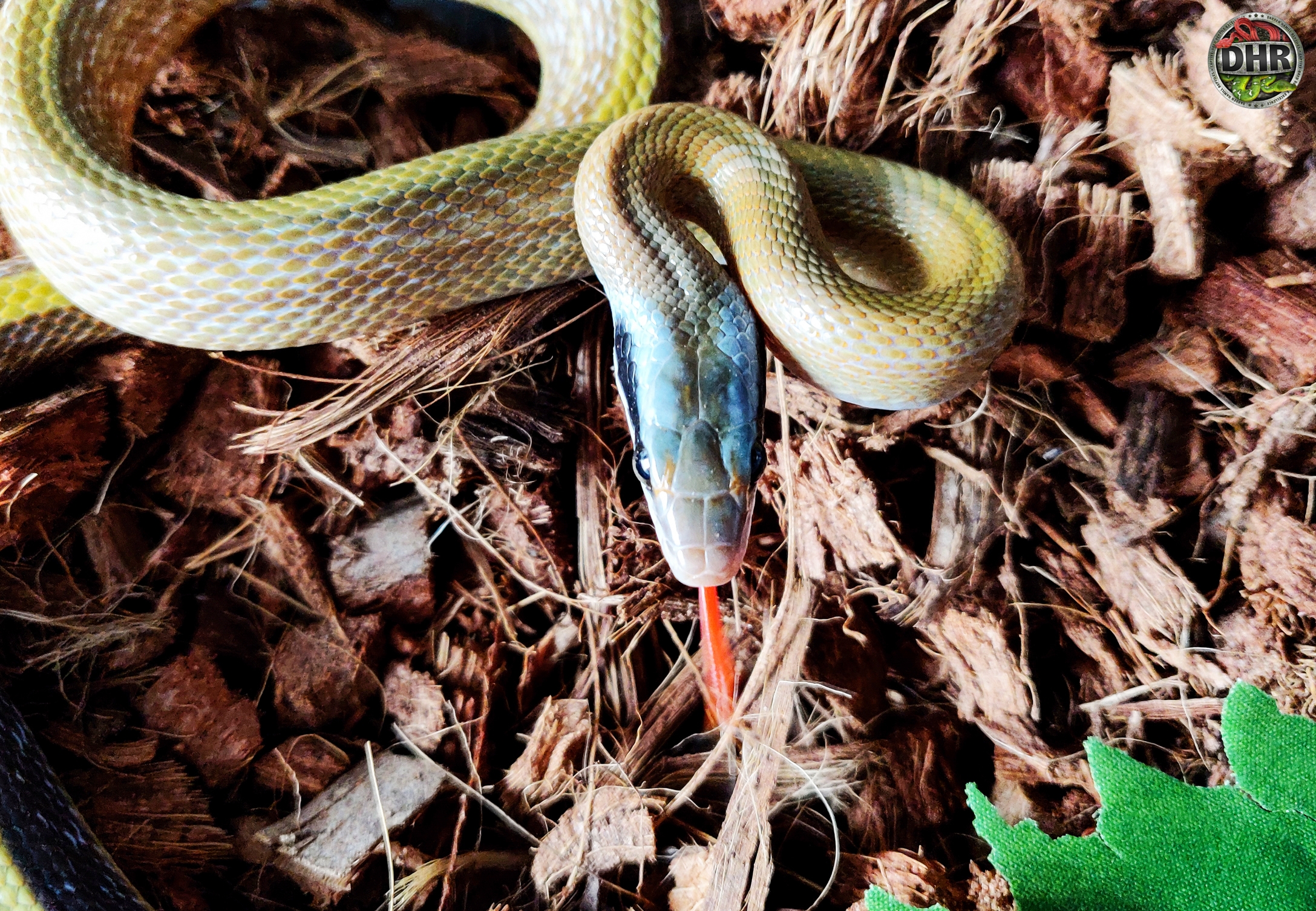 Cave Dwelling Rat Snake (Orthriophis taeniurus ridleyi)