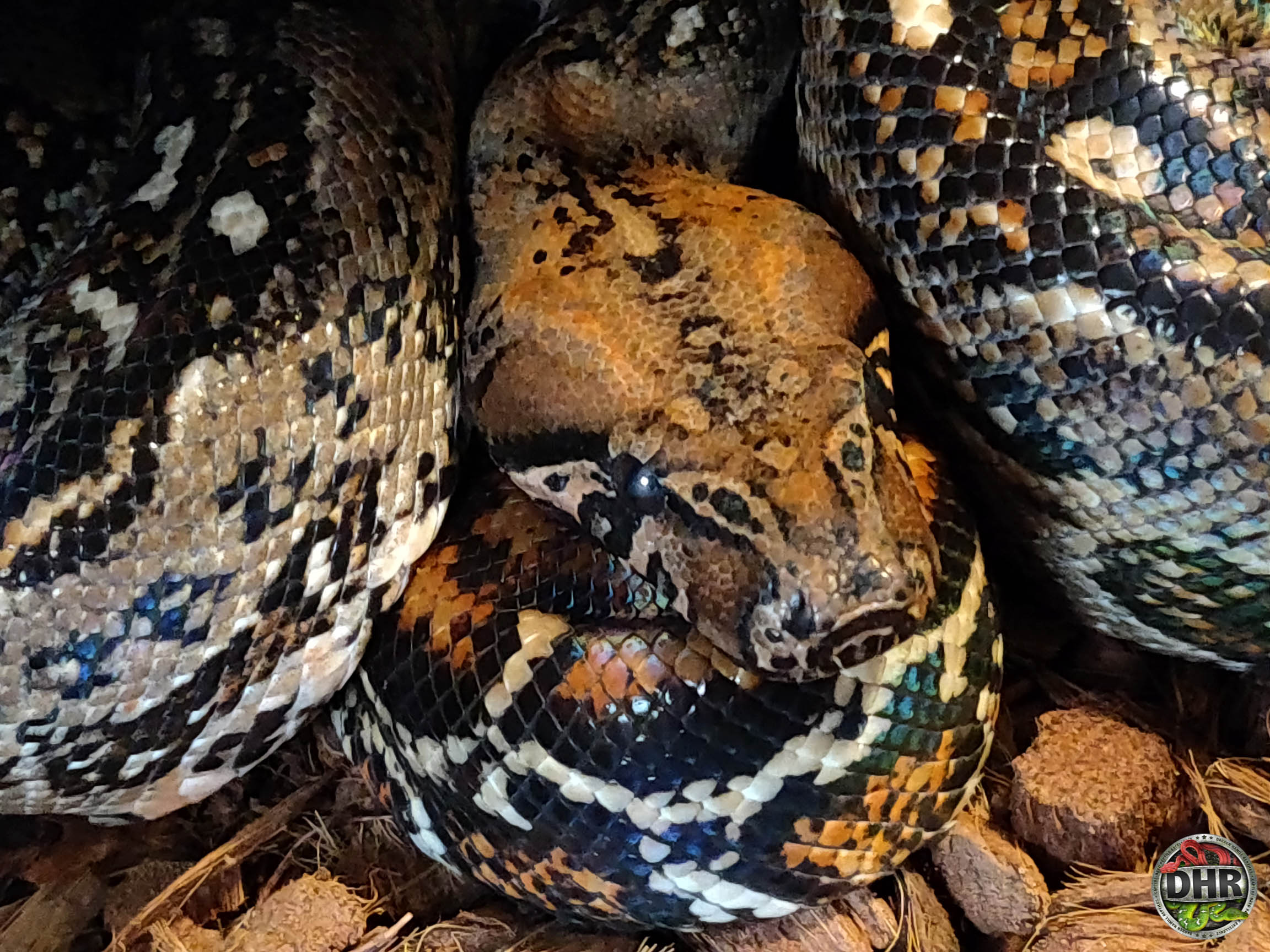Leopard Central American Boas Darren Hamill Reptiles