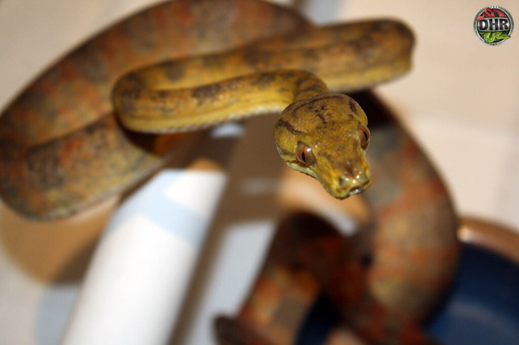 Amazon Tree Boas Darren Hamill Reptiles