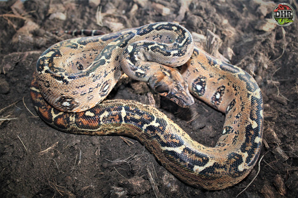 Leopard Central American Boas Darren Hamill Reptiles
