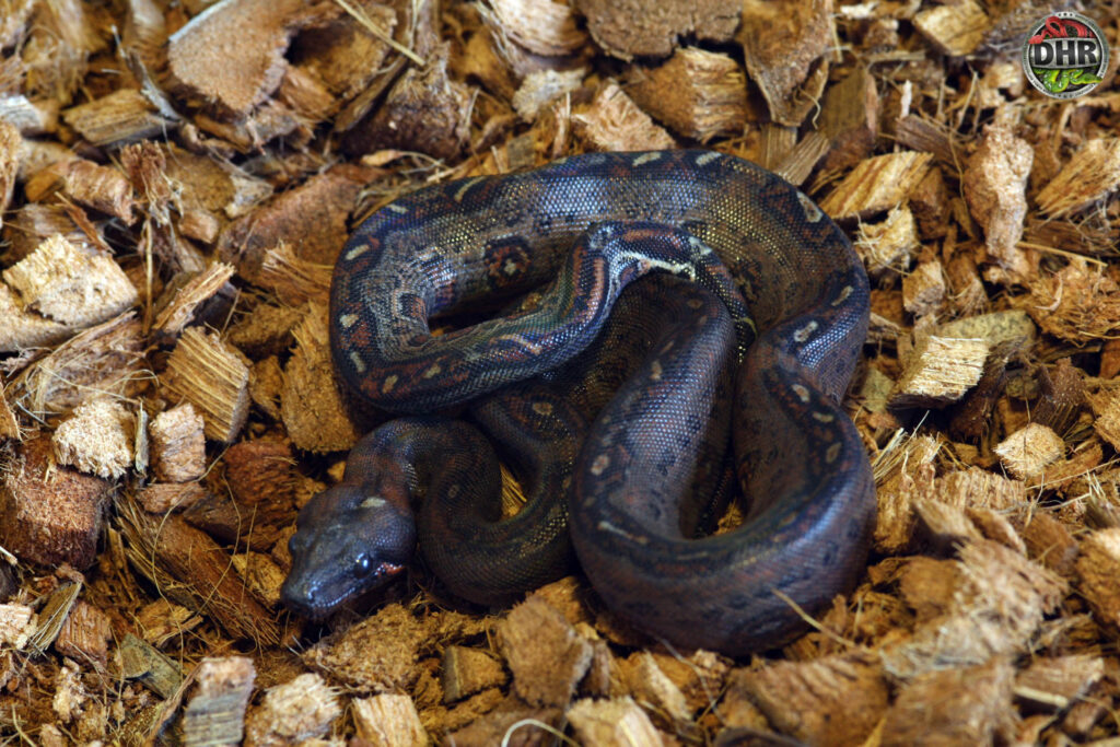 Leopard Boas are ready for new homes