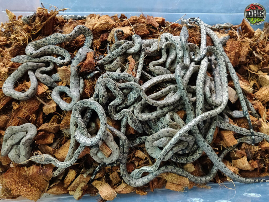 Baby Solomon Island Ground Boas