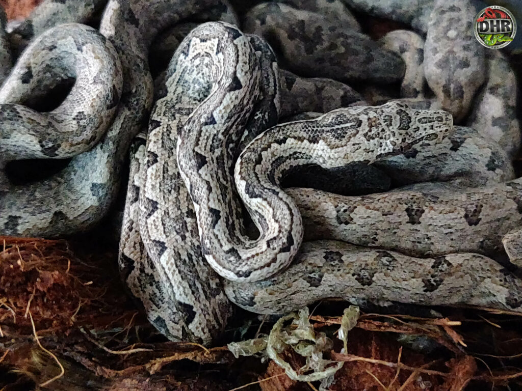 Baby Solomon Island Ground Boas