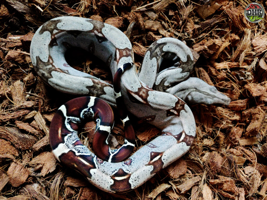 Suriname Boa