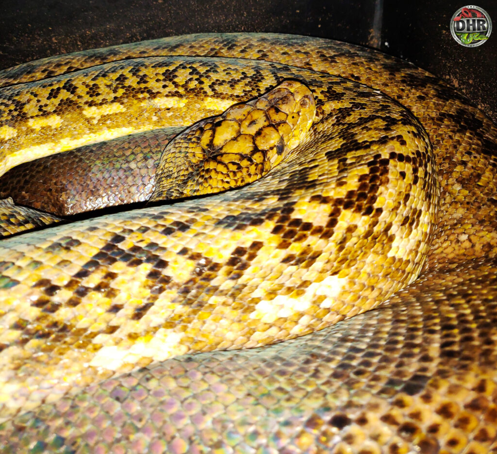 Timor Python Anyone? Ad adult femaleTimor Python (Malayopython timorensis).