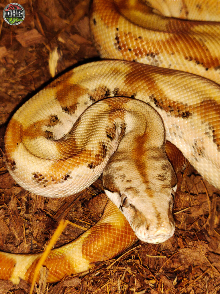 A sub-adult Super Hypo Nicaraguan Boa (Boa imperator).