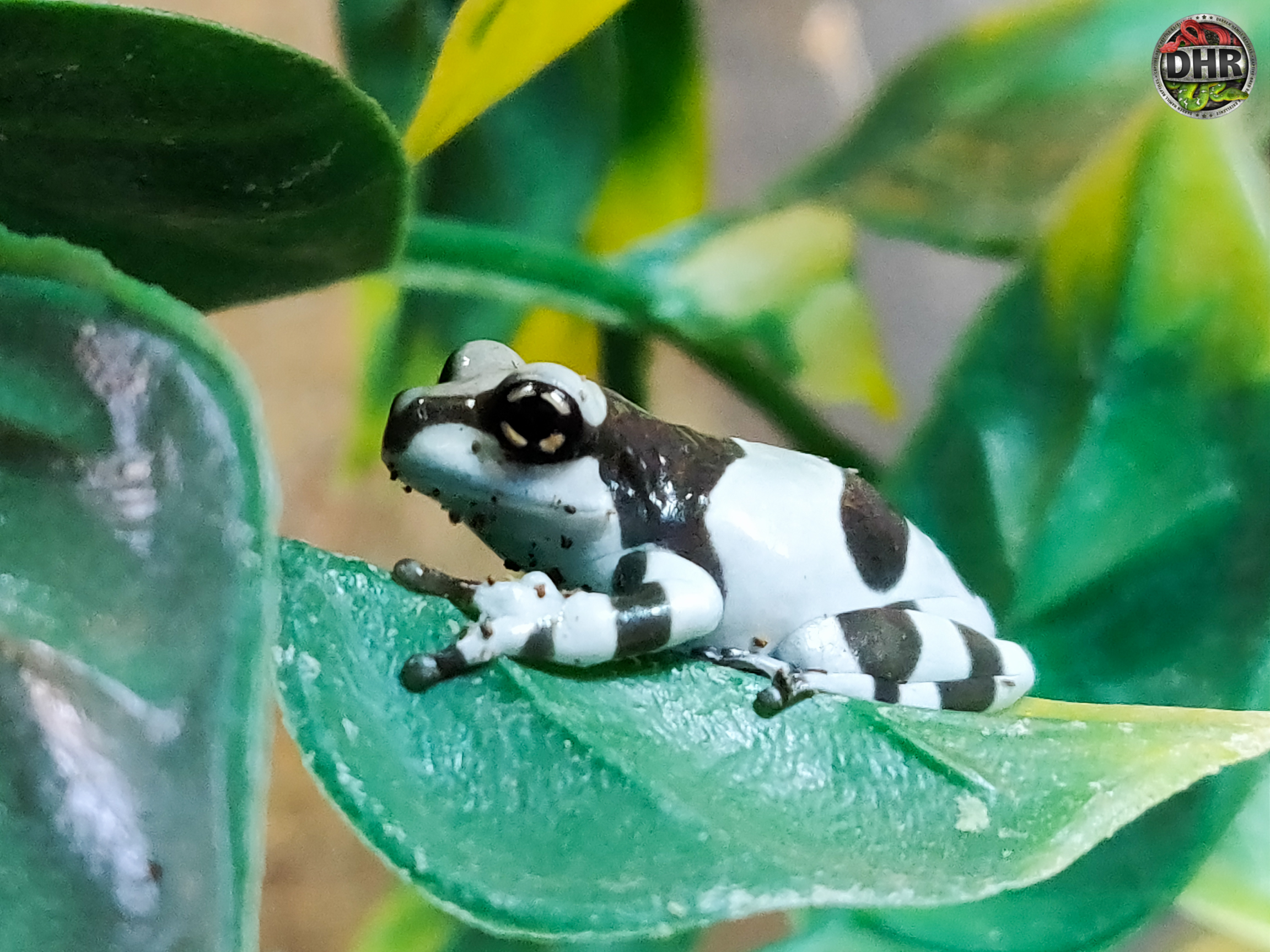 Amazon Milk Frog Darren Hamill Reptiles