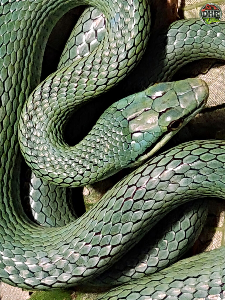 Rein Snake Anyone?