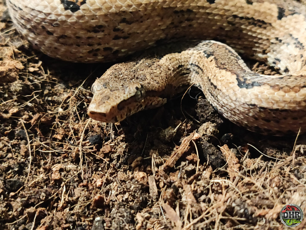 Quick Pic: Solomon Island Ground Boa (Candoia paulsoni).