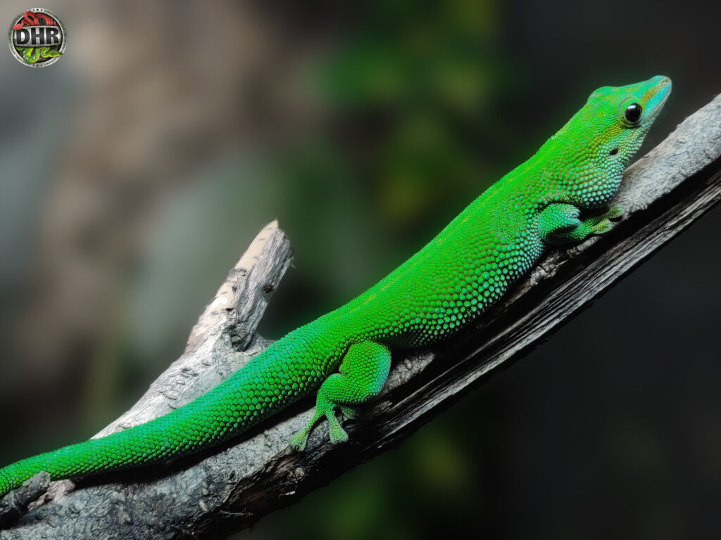 Quick pic: Boehme's Day Gecko