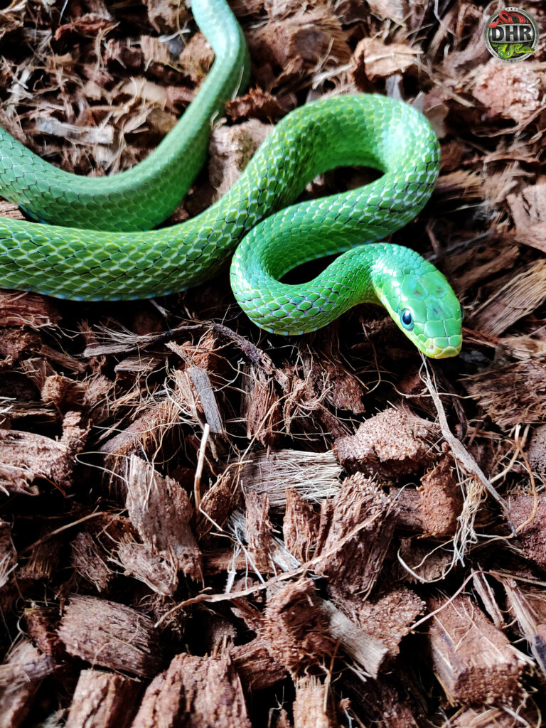 Beautiful emerald green Rat Snake