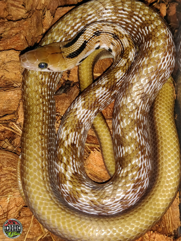 Next year our Trinket Rat Snakes (Coelognathus helena) will be old enough to pair for the first time.