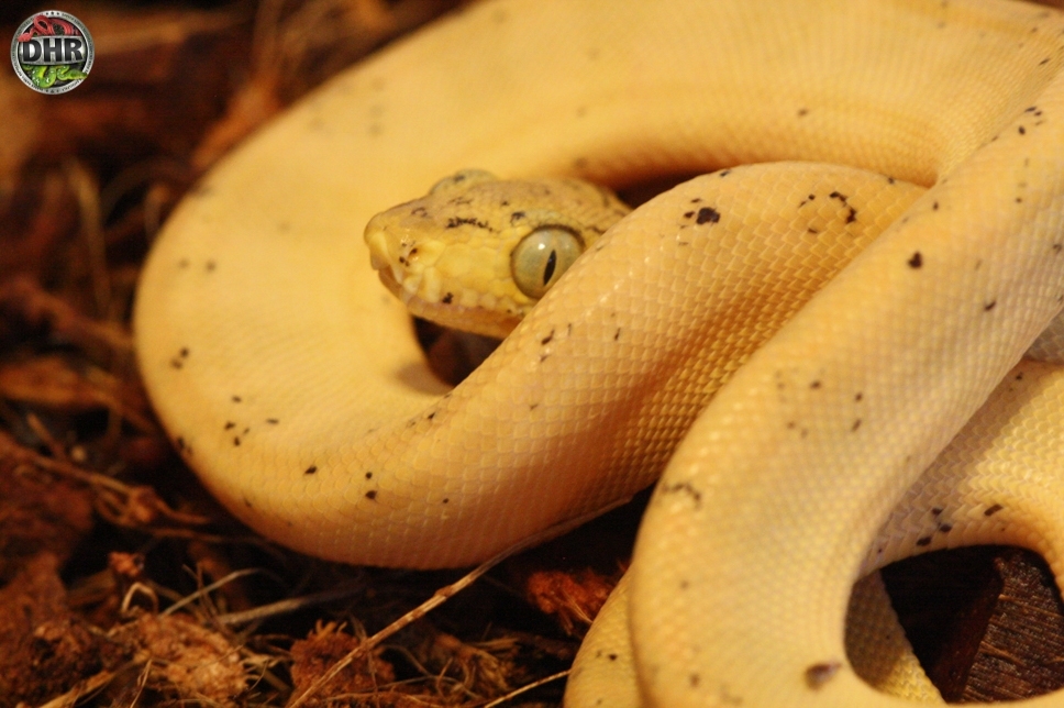 Just a couple more days until the latest Amazon Tree Boas will be made available.