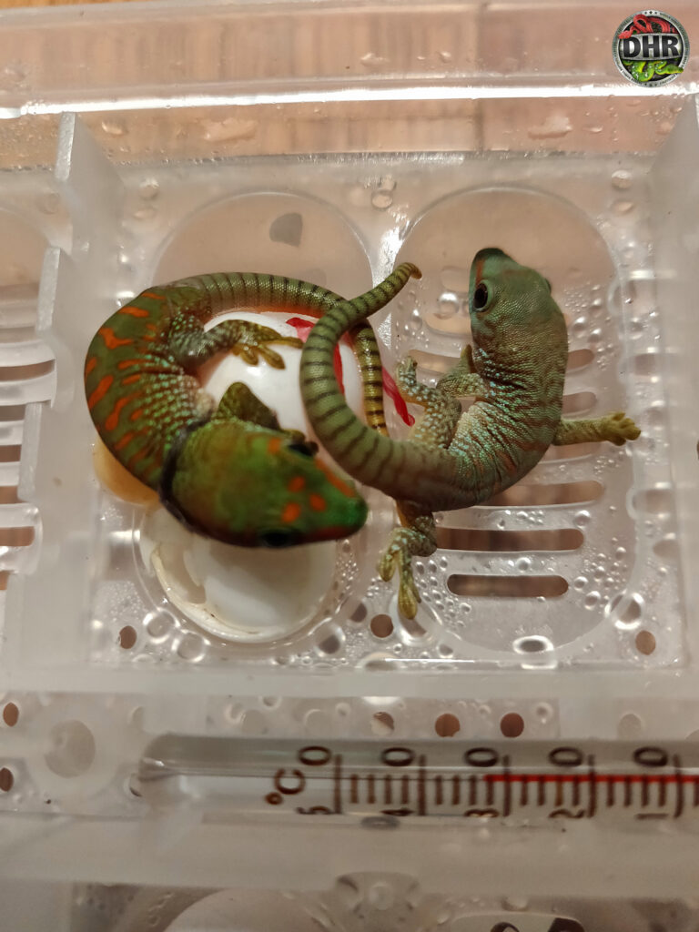 And Gecko season is back! Two hatchling Giant Day Geckos (Phelsuma grandis)