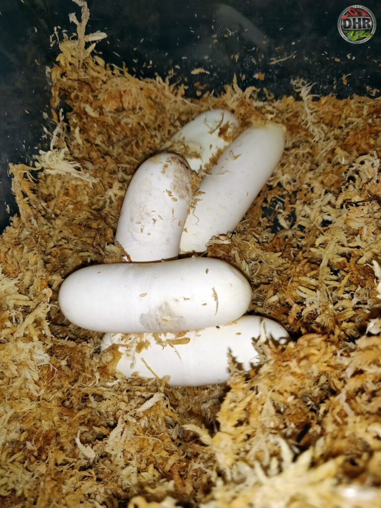 It's always fun finding egg first thing in the morning!